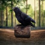 d7085b25-7.jpg Raven