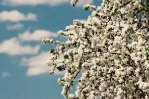 beltane-blossom-hero