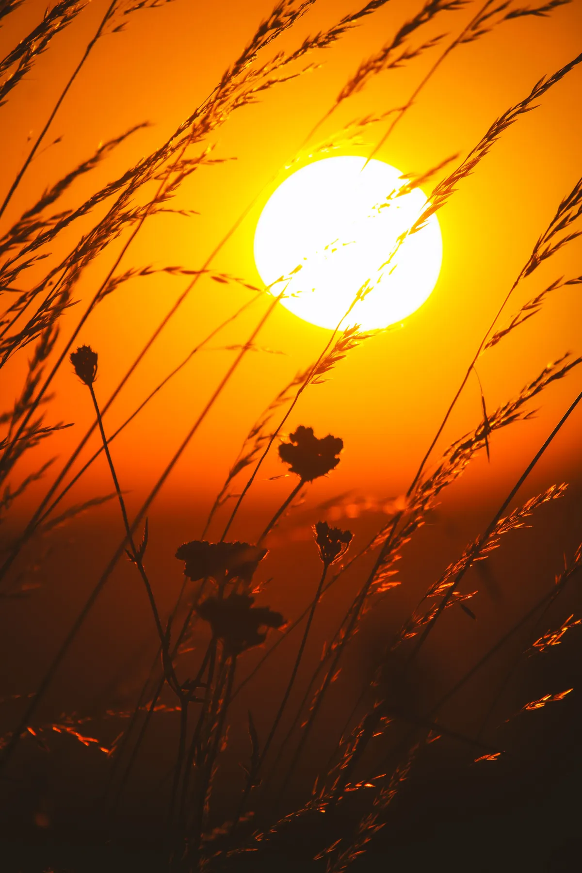 litha-sun-hero