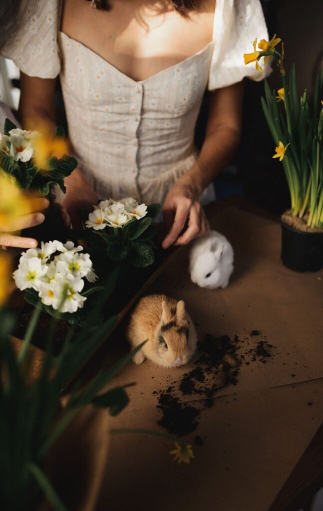 ostara-rabbits-hero